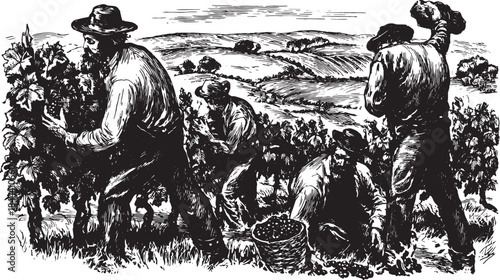 Hand-drawn illustration of vineyard workers harvesting crops in a rural landscape. The vector illustration captures traditional agricultural labor in a detailed scene.