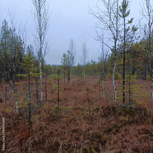 Nordic bog landscape with young pine and birch trees