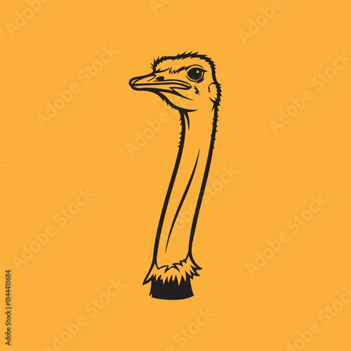 A Beautiful Ostrich Bird