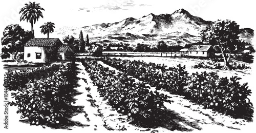 Hand-drawn orange grove landscape with mountains. Black and white vector illustration featuring details of trees, fields, and houses in a scenic setting.