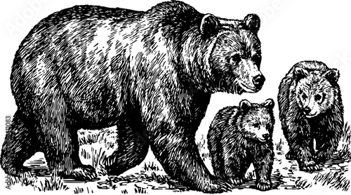 Illustration of a grizzly bear and two cubs in a vintage outline style. This black and white vector set showcases wildlife in a natural environment.