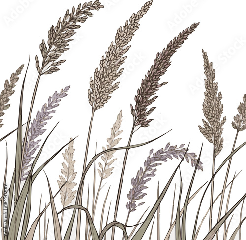  Create a kinds of deferent realistic Ornamental wild grass from the reed grass family vector art white background.