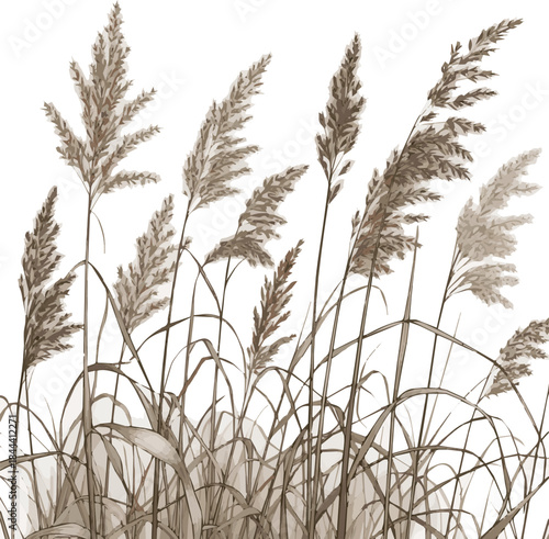  Create a kinds of deferent realistic Ornamental wild grass from the reed grass family vector art white background.4