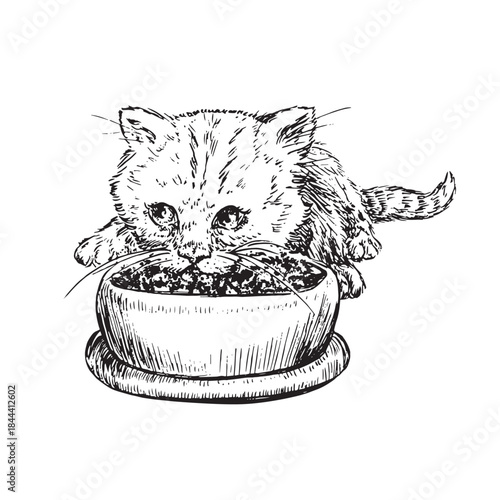 Cat eating from a bowl, doodle black ink drawing, woodcut vector