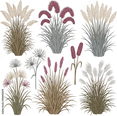 Create a kinds of deferent realistic Rendered image of group of blooming ornamental grass vector art with white background.
