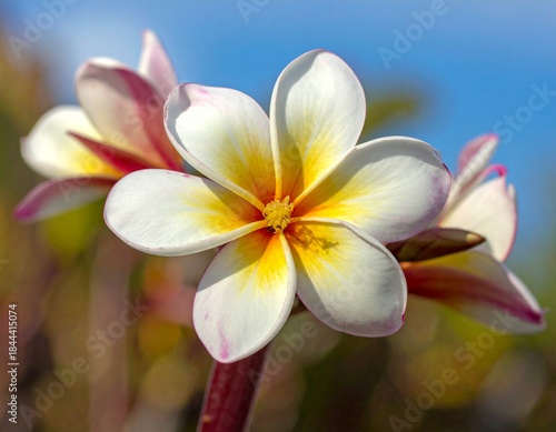 Wallpaper Mural Close up of plumeria flowers with white and yellow petals against blue sky Torontodigital.ca