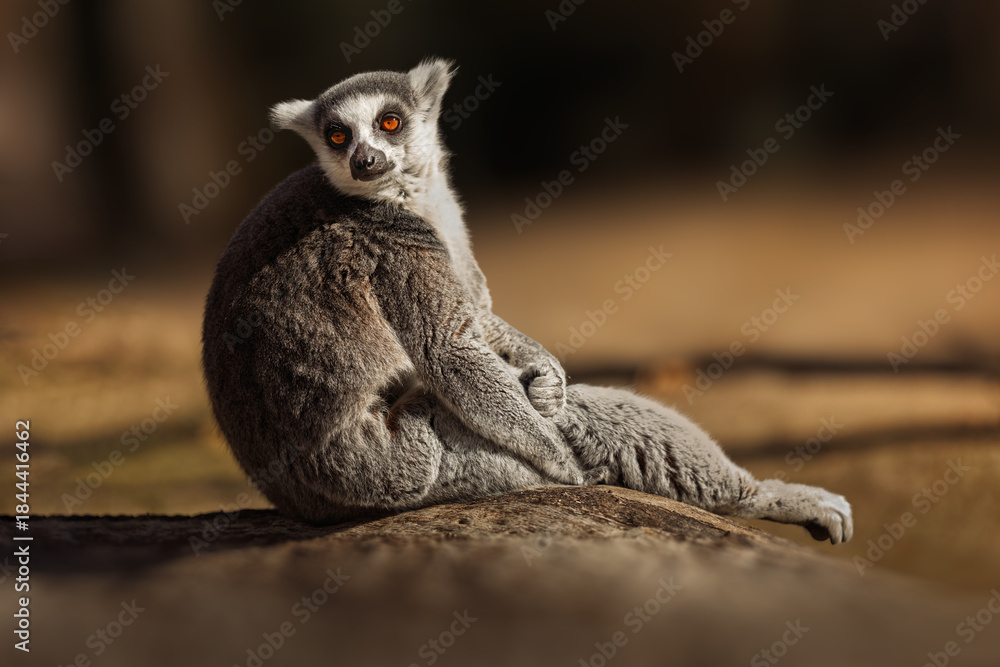 Fototapeta premium Ring-tailed lemur sitting in the sun, gazing directly at the camera