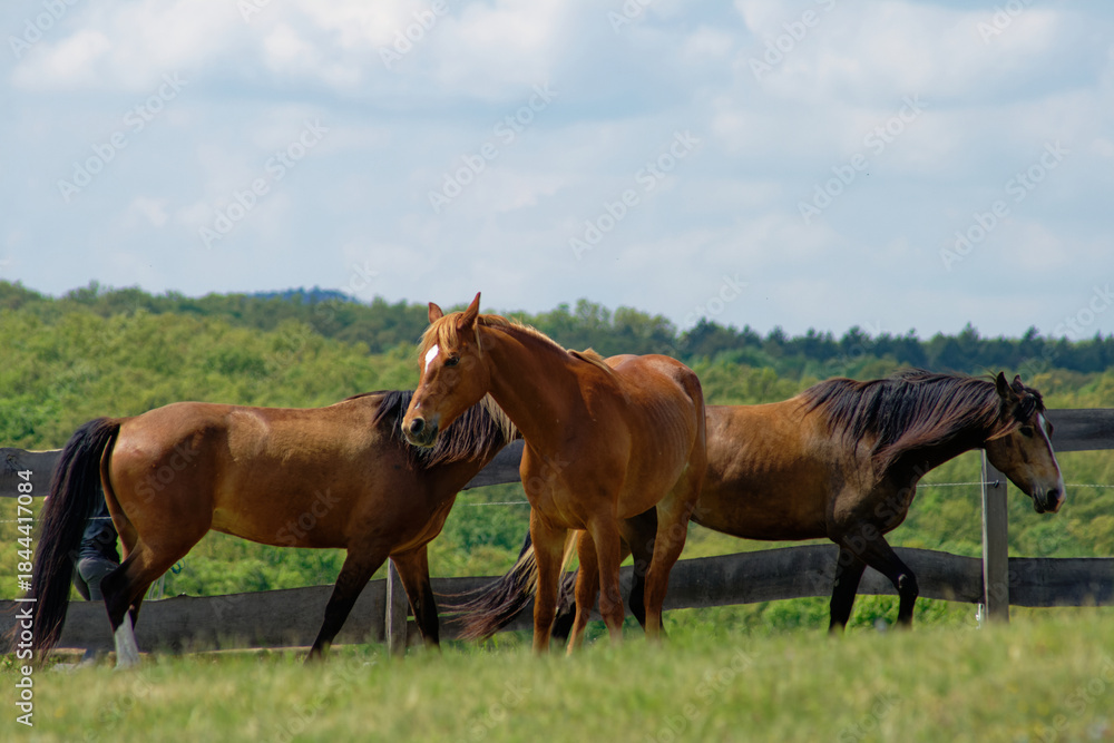 Obraz premium Three beautiful horses stand in a field, enjoying the sunny weather and open space in their natural habitat.