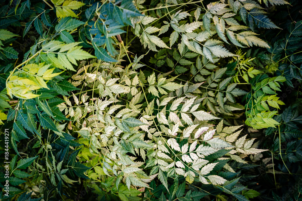 Obraz premium natural sunlight foliage, leafes with blue sky, green beautiful closeshot detailed, bokeh in summer garden