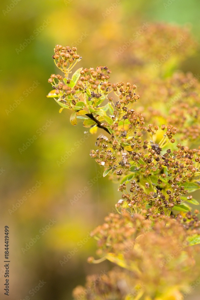 Obraz premium Plant list 2025 - Spiraea wilsonii