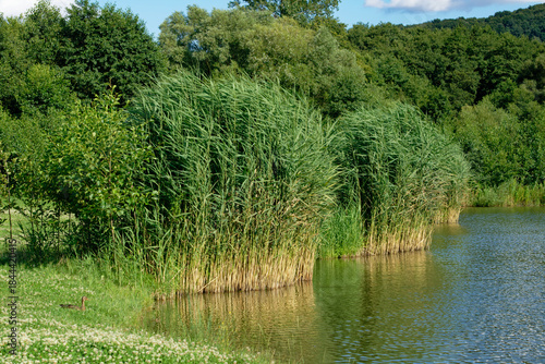 A beautiful landscape featuring a tranquil lake surrounded by lush greenery and tall reeds.