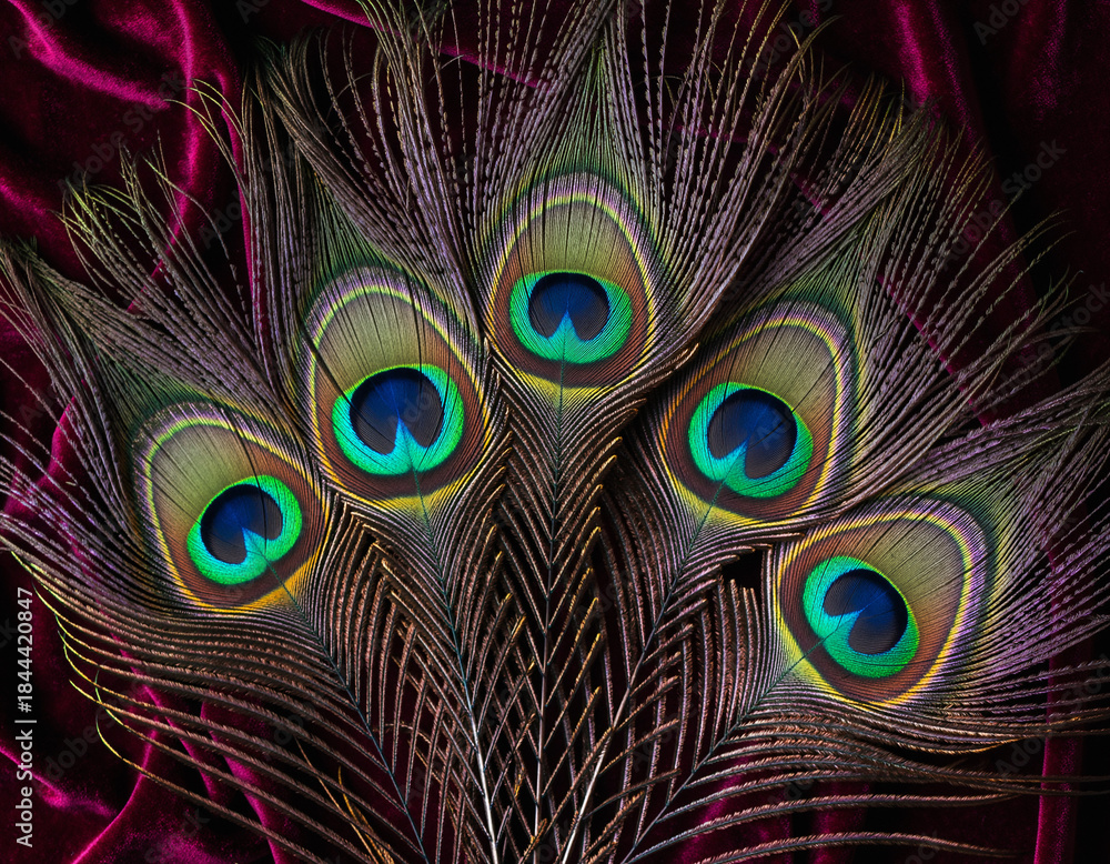 Fototapeta premium Vibrant peacock feathers, fanned on plush burgundy velvet, create a luxurious, elegant display of natural beauty and rich texture.