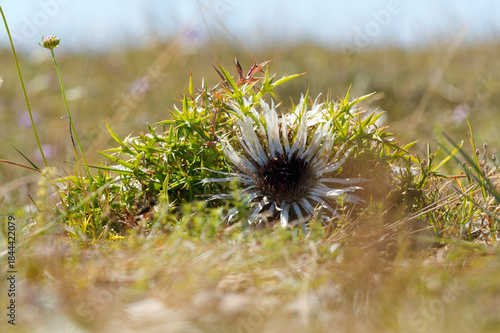 Silberdistel, Carlina acaulis