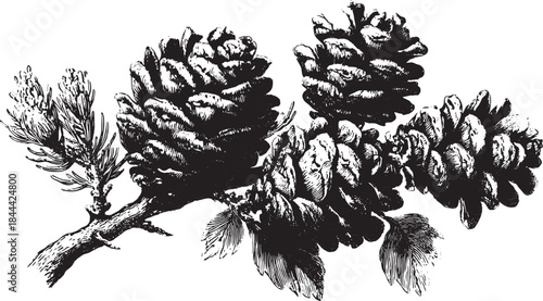 Pine cone illustration with detailed branch and leaves. Black and white vector illustration showcasing elegant natural design elements.