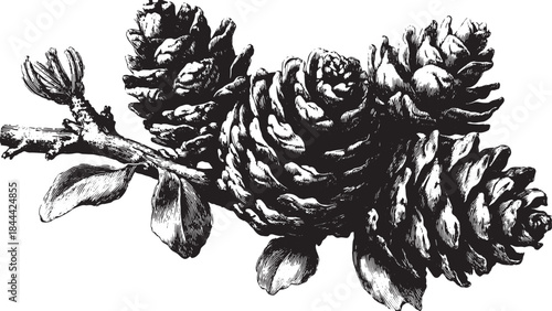 Pine cone branches illustrated in detailed black and white. Classic vintage botanical art set featuring natural elements in vector format.