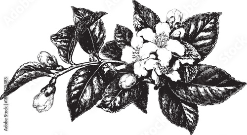 Flower illustration with detailed leaves and branch. Black and white botanical vector illustration showcasing natural beauty.