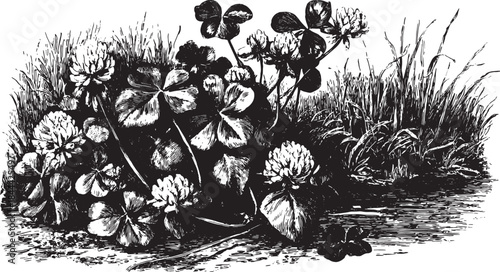 Clover flower and leaves illustrated in black and white. Botanical vector illustration showcasing natural foliage and texture in a vintage style.
