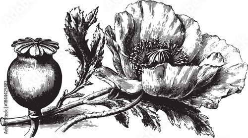 Poppy flower botanical illustration in vintage style. Detailed black and white vector illustration featuring the plant's stem and leaves.