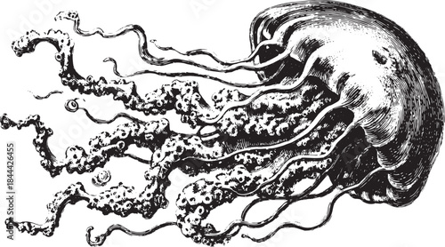 Jellyfish illustration in black and white. Vector artwork showcasing intricate tentacles and natural details in a vintage style set for educational use.