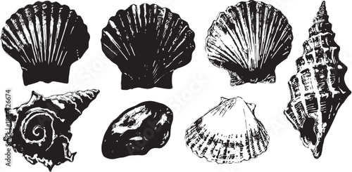 Set of shells including conch, scallop, and oyster in black and white. Detailed vector illustration showcasing various shapes and textures.