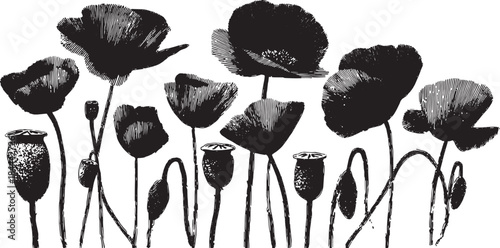 Poppy flower illustration in black and white. Vintage botanical vector set featuring detailed flowers in a decorative arrangement.