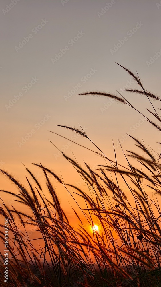 Obraz premium Golden hour sunset bathes a field of silhouetted tall grass, creating a tranquil and warm natural backdrop with copy space.