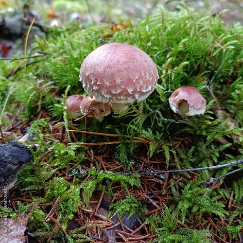 Wild forest mushrooms growing in green moss