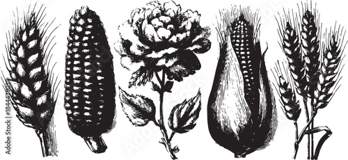 Illustration of wheat, corn, and flower in black and white. Detailed vintage botanical vector art set showcasing agricultural heritage.