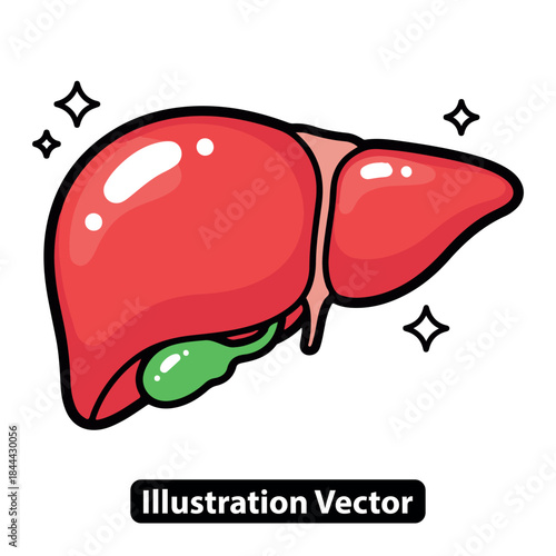 Stylized cartoon human liver and gallbladder illustration for medical education.