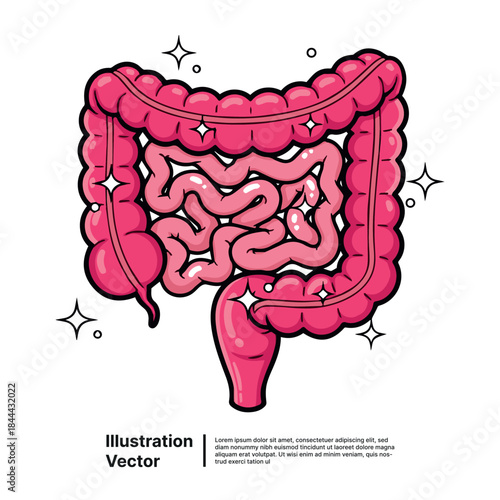 Illustration of a human digestive system representing the large and small intestines