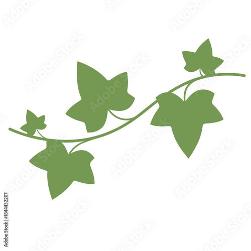 Green Ivy Leaves on a Vine