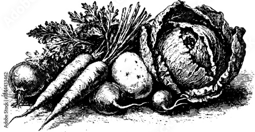 Carrot, cabbage, and onion in a vintage black illustration style. Detailed vegetable engraving set, vector format.
