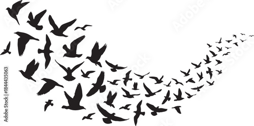 black silhouette of flock of birds on white background, vector