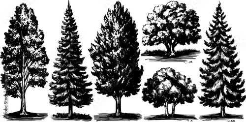 Engraving of trees in silhouette. Hand-drawn black outline vector illustration depicts a detailed set of natural forms.