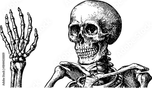 Skeleton anatomy illustration in vintage engraving style. Detailed outline of human bones and hand in a vector illustration set for educational purposes.