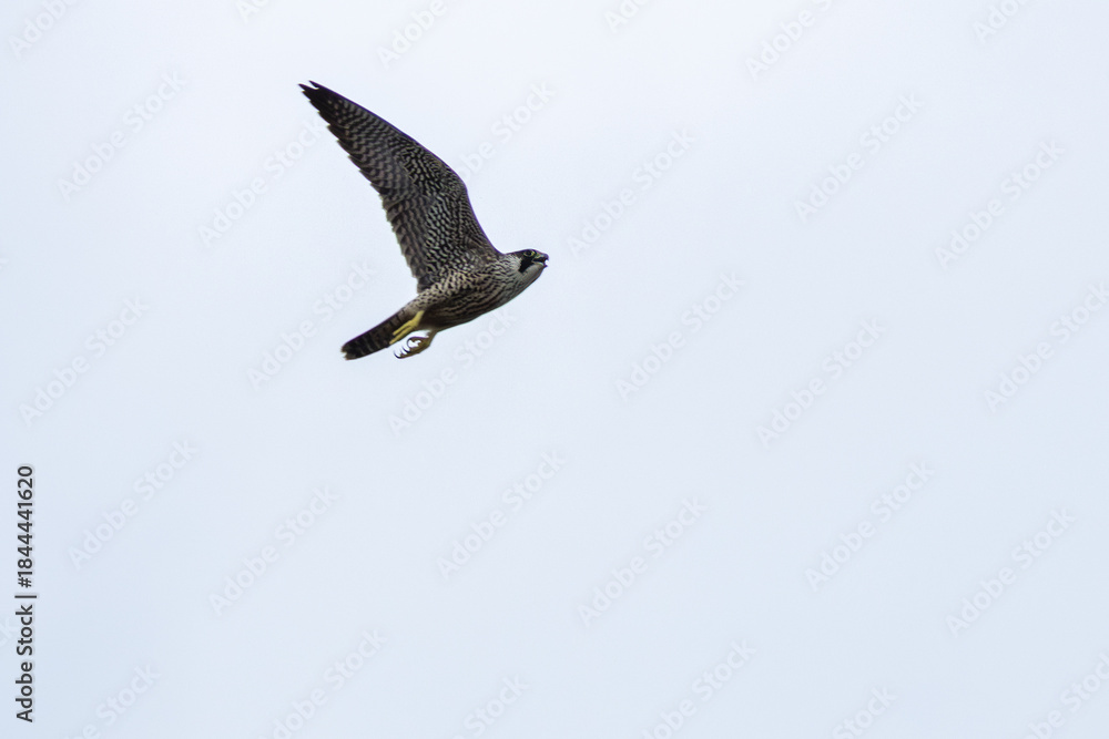 Fototapeta premium Peregrine Falcon (Falco peregrinus) - Found globally, often near coasts, mountains, and cities.