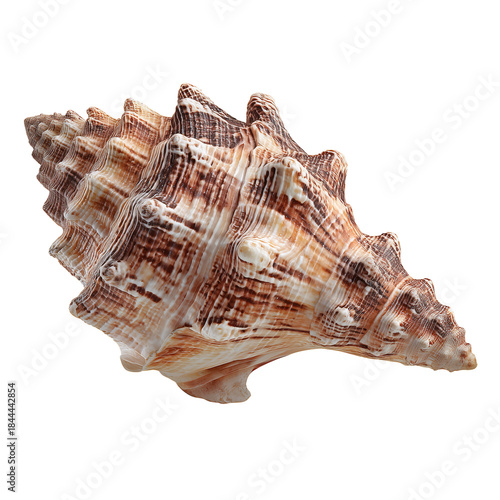 Large Shell Displayed on a White Background With Intricate Patterns and Textu...