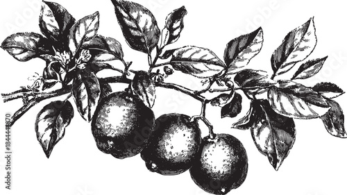 Hand-drawn lemon tree branch with detailed leaves and fruit. Black and white vector illustration showcases a vintage botanical design.