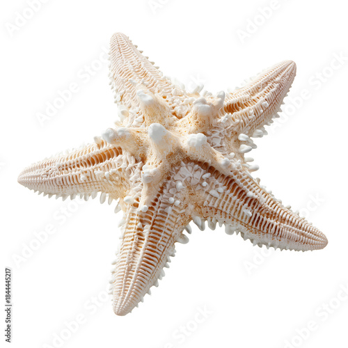 Starfish on a Light Background Showcasing Its Unique Shape and Texture