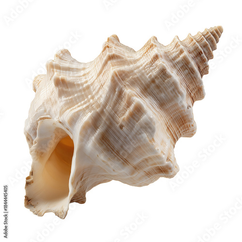 Large Shell on Display Showing Unique Patterns and Shapes Found on a Beach in...
