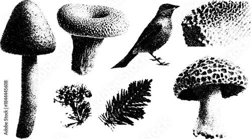 Mushroom and bird silhouettes. Antique vector illustration featuring botanical elements in detailed line drawing style.