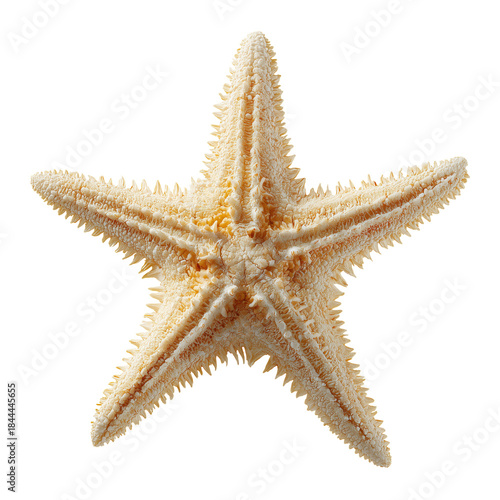 Starfish on a White Surface Showing Details of Its Arms and Texture in Natura...