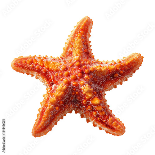 Bright Orange Starfish Found on Sandy Beach During Low Tide in Coastal Area