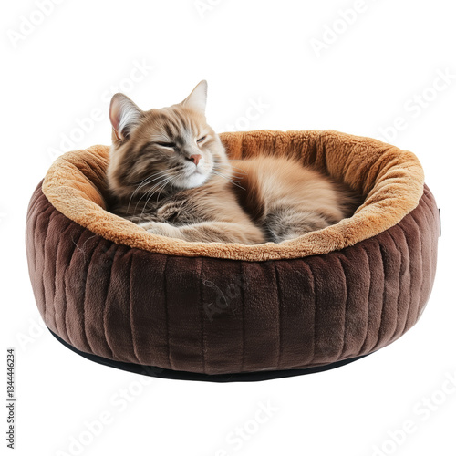 Orange Cat Resting in a Soft Bed During the Day at Home