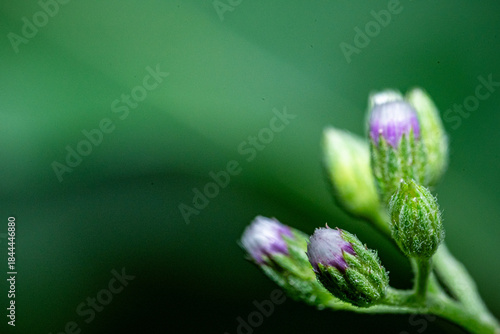 Fotografía Purple flower bud isolated on natural green blur background