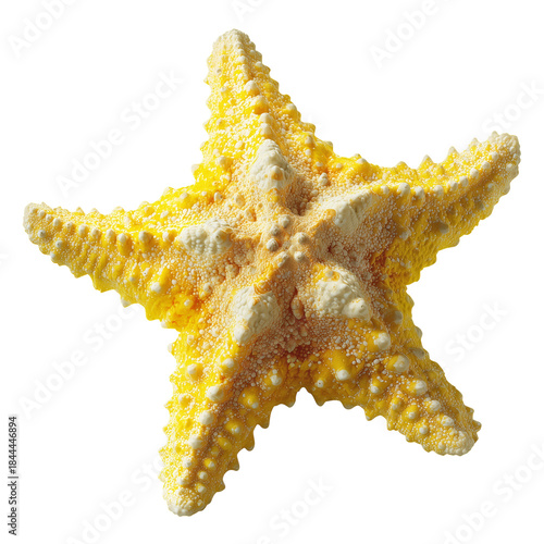 Bright Yellow Starfish on a White Background With Distinct Texture and Shape