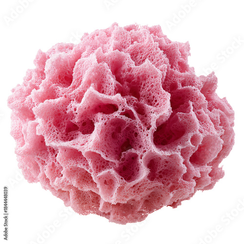 Unique Pink Sponge Found in a Coastal Area During a Daytime Exploration Quest...