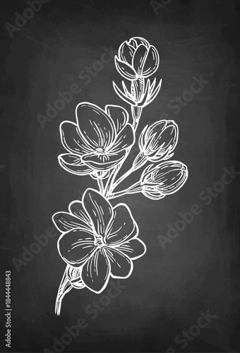 Jasmine Sambac Maid of Orleans branch chalk sketch