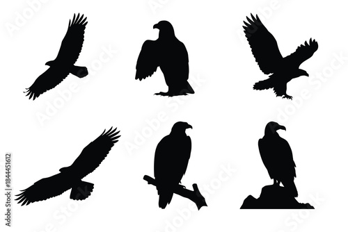 Set of Powerful Eagle Silhouettes in Diverse Poses 
