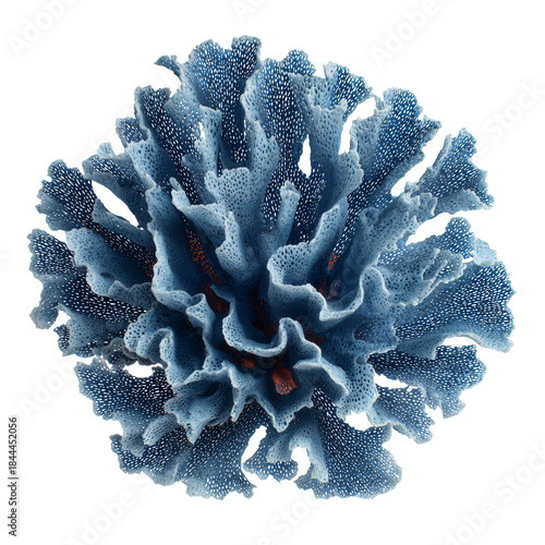Coral Structure in Blue Color Displaying Unique Patterns and Shapes in Underw...